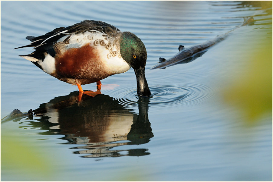 Löffelente (Anas clypeata)