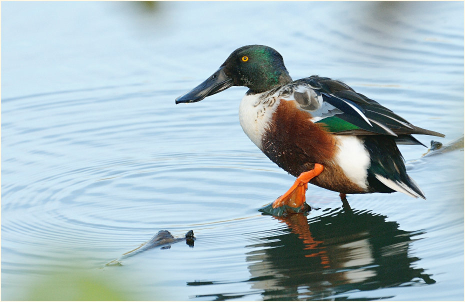 Löffelente (Anas clypeata)