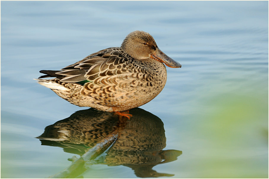 Löffelente (Anas clypeata)