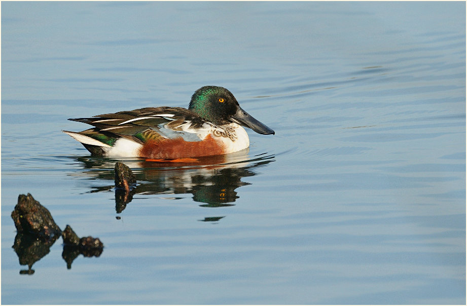 Löffelente (Anas clypeata)