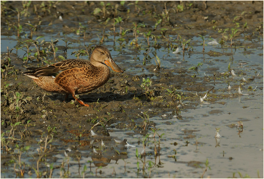 Löffelente (Anas clypeata)