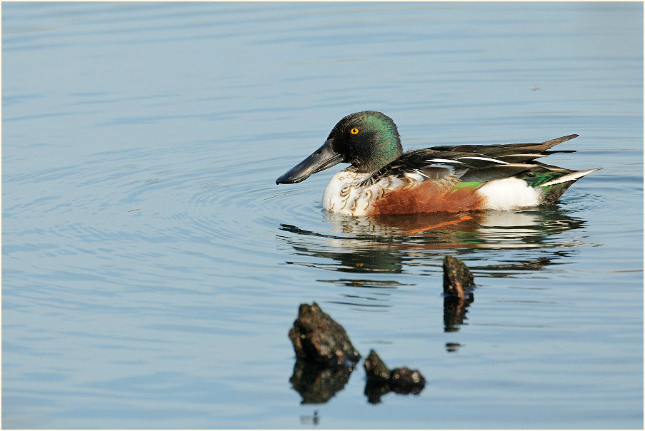 Löffelente (Anas clypeata)
