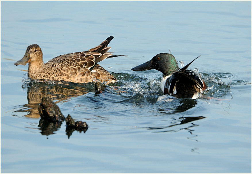 Löffelente (Anas clypeata)