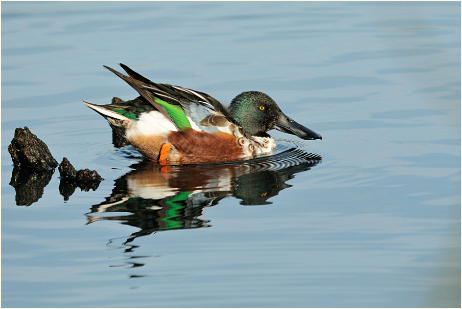Löffelente (Anas clypeata)