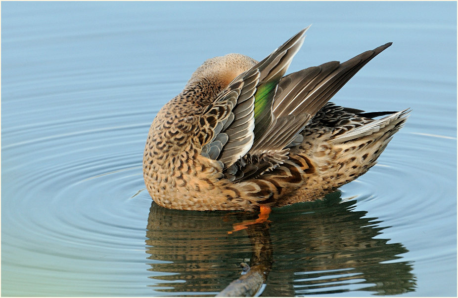 Löffelente (Anas clypeata)