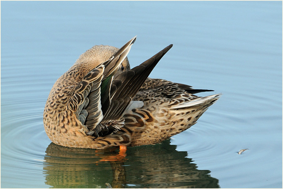 Löffelente (Anas clypeata)