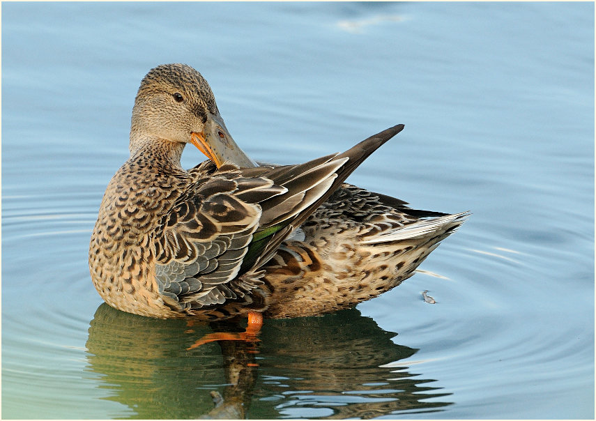 Löffelente (Anas clypeata)