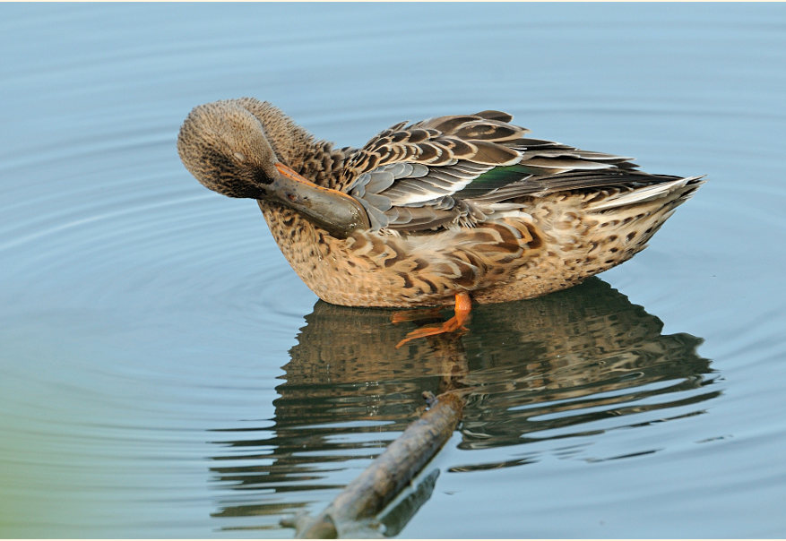 Löffelente (Anas clypeata)
