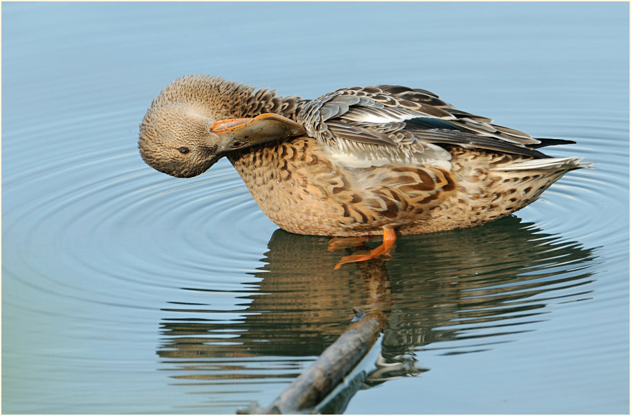 Löffelente (Anas clypeata)