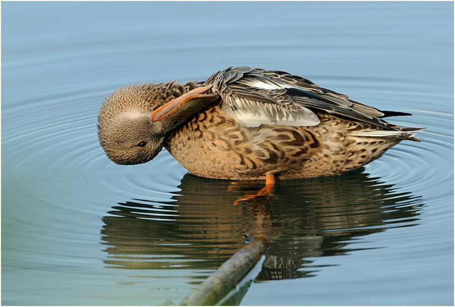 Löffelente (Anas clypeata)