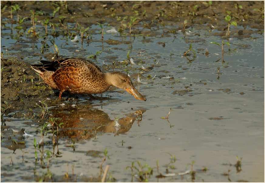 Löffelente (Anas clypeata)