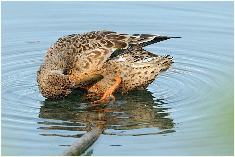 Löffelente (Anas clypeata)