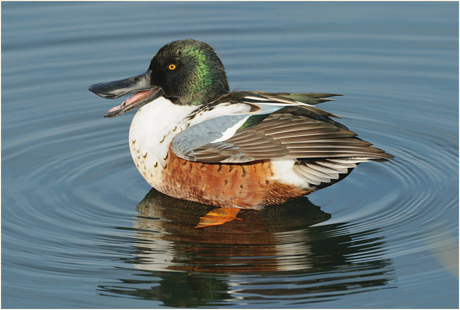 Löffelente (Anas clypeata)