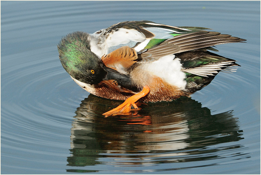 Löffelente (Anas clypeata)