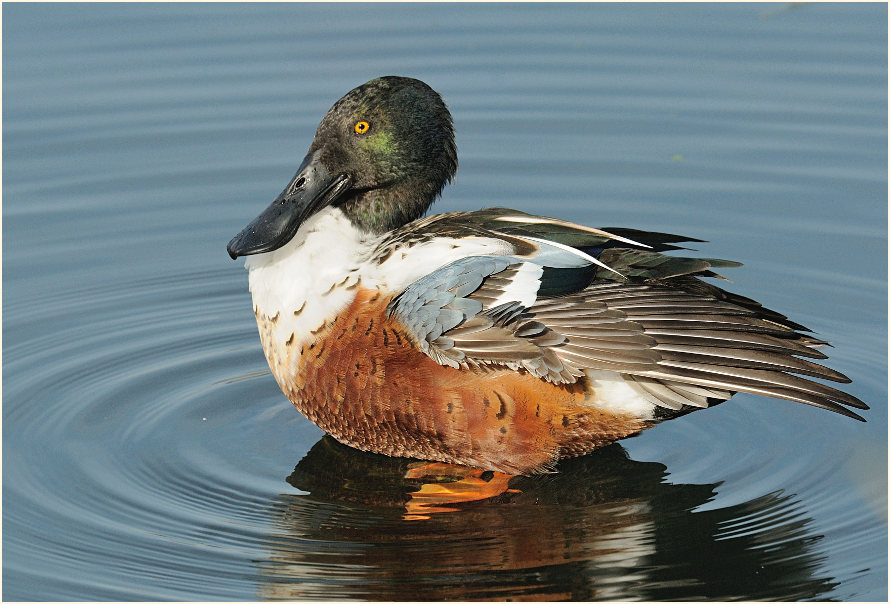 Löffelente (Anas clypeata)