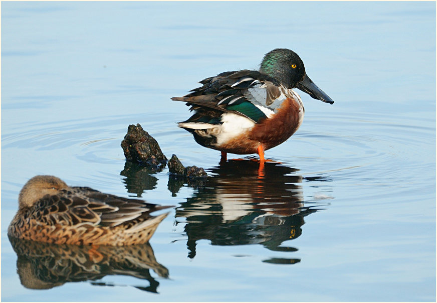 Löffelente (Anas clypeata)