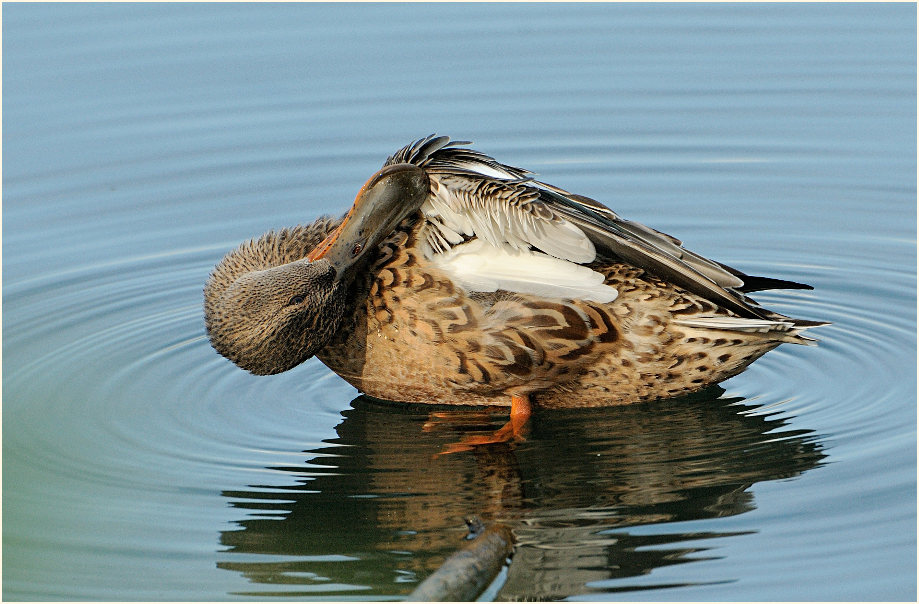 Löffelente (Anas clypeata)