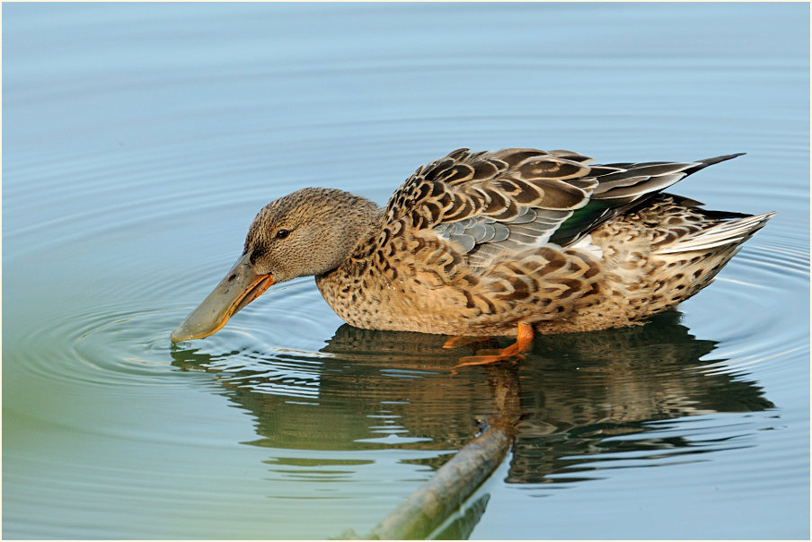 Löffelente (Anas clypeata)