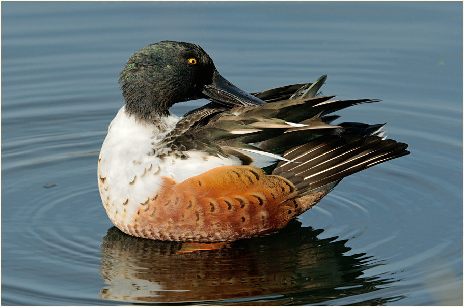 Löffelente (Anas clypeata)