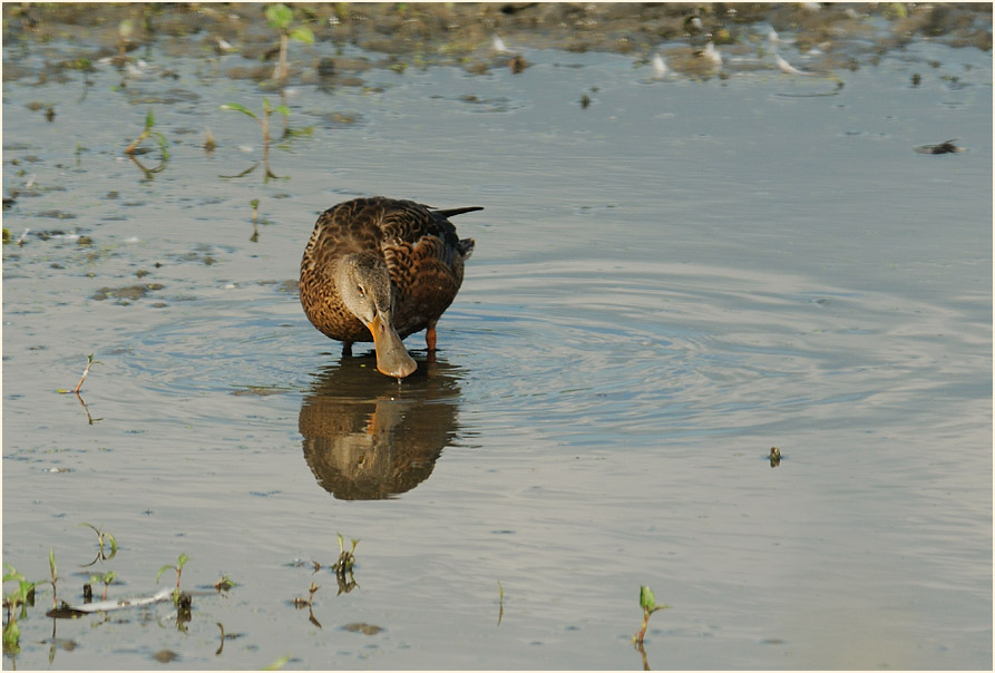 Löffelente (Anas clypeata)