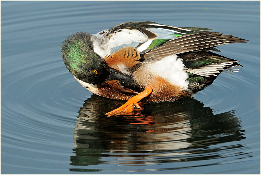 Löffelente (Anas clypeata)