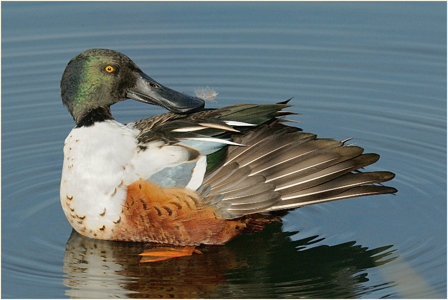 Löffelente (Anas clypeata)
