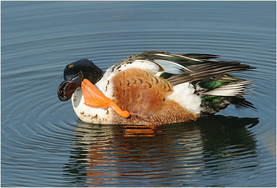 Löffelente (Anas clypeata)