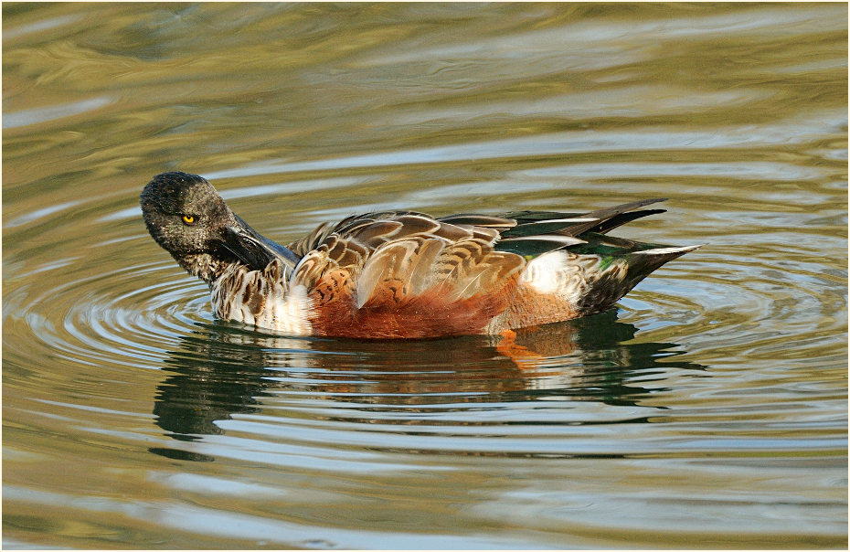 Löffelente (Anas clypeata)