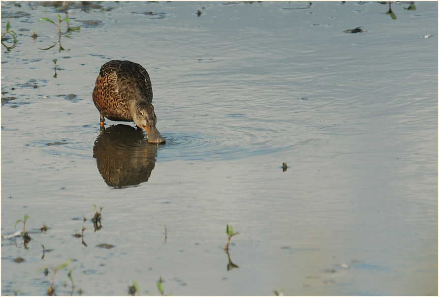 Löffelente (Anas clypeata)