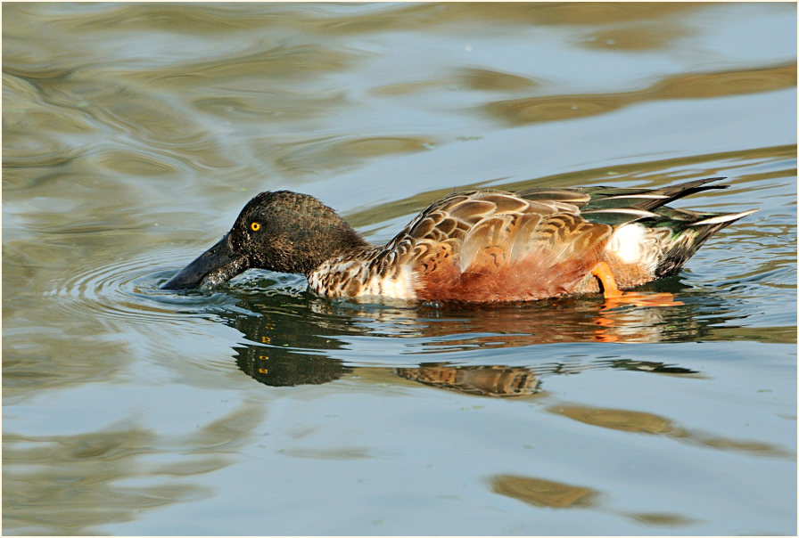 Löffelente (Anas clypeata)