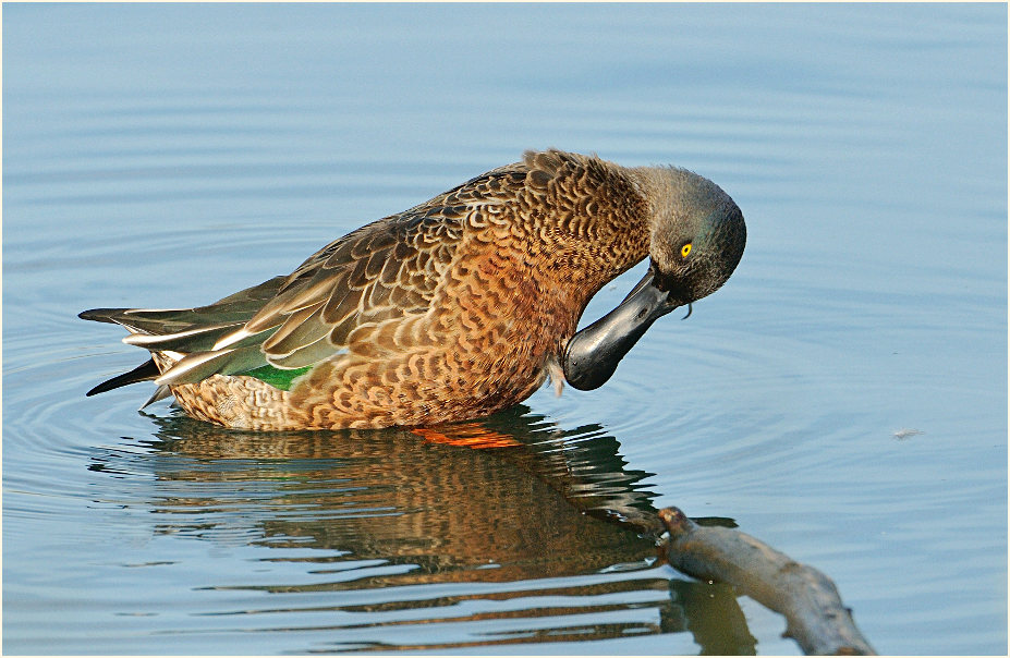 Löffelente (Anas clypeata)