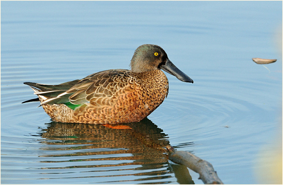 Löffelente (Anas clypeata)