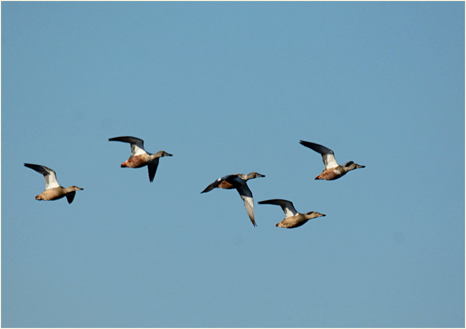 Löffelente (Anas clypeata)