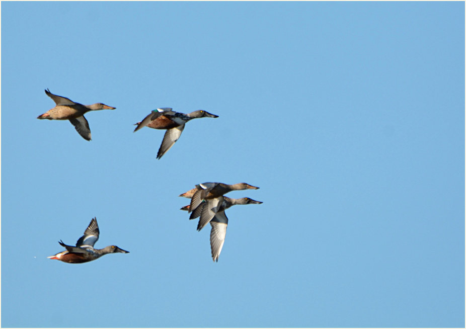 Löffelente (Anas clypeata)