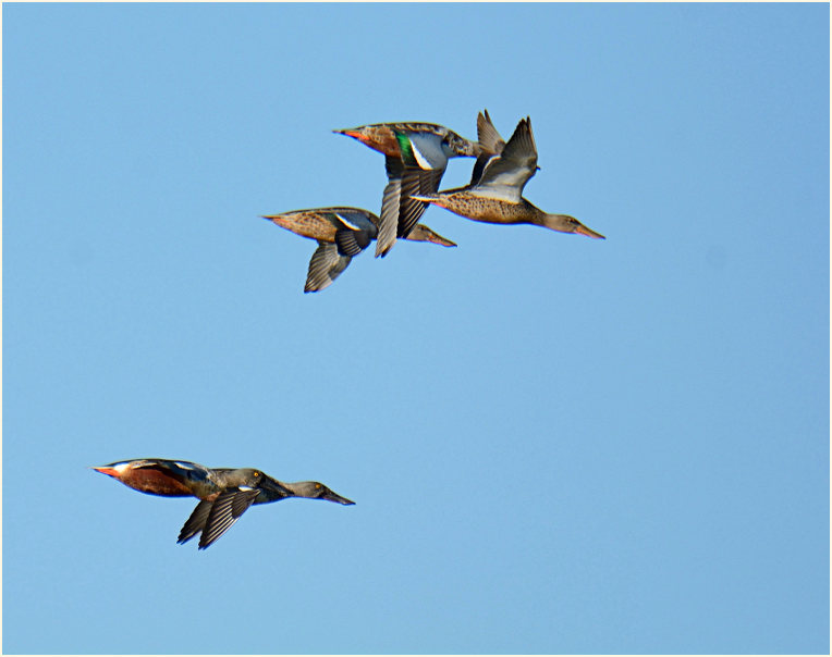 Löffelente (Anas clypeata)