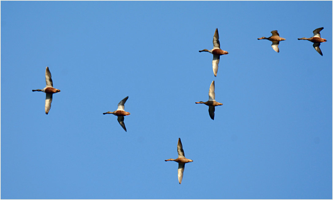 Löffelente (Anas clypeata)