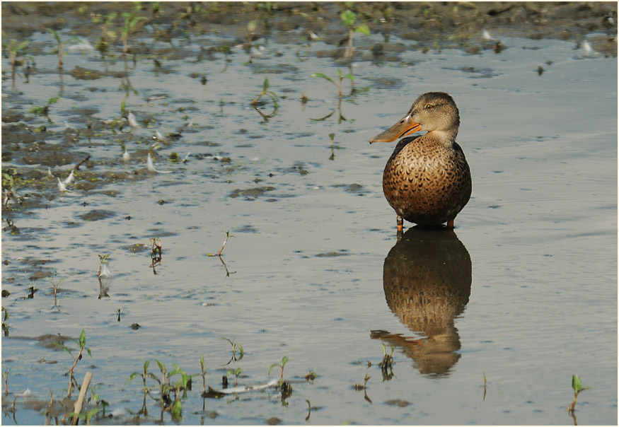 Löffelente (Anas clypeata)