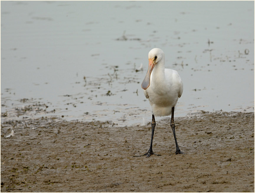 Löffler (Platalea leucorodia)