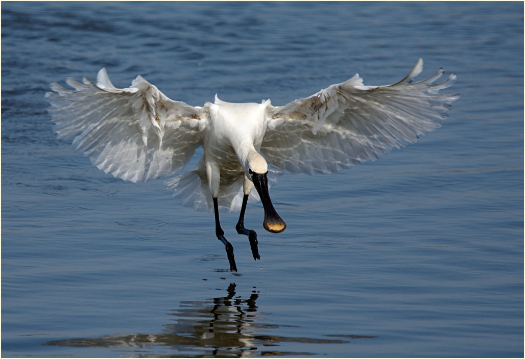 Löffler (Platalea leucorodia)