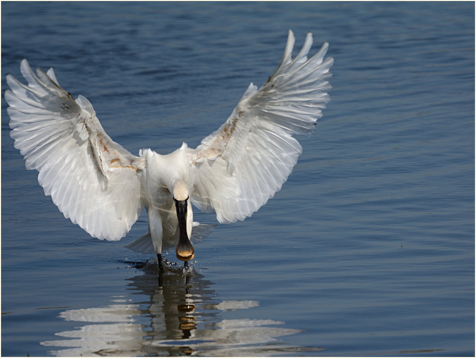 Löffler (Platalea leucorodia)