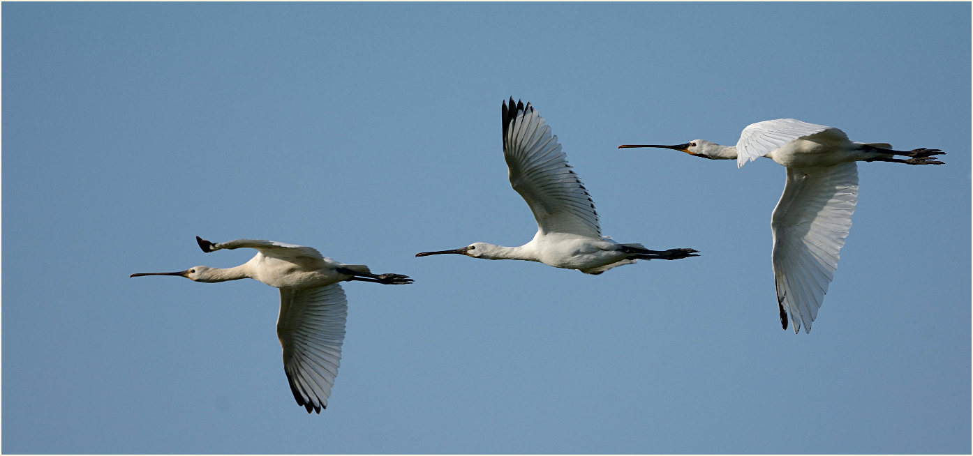 Löffler (Platalea leucorodia)