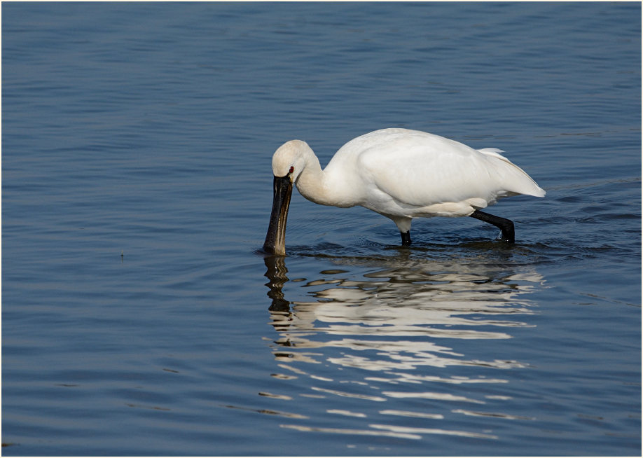 Löffler (Platalea leucorodia)