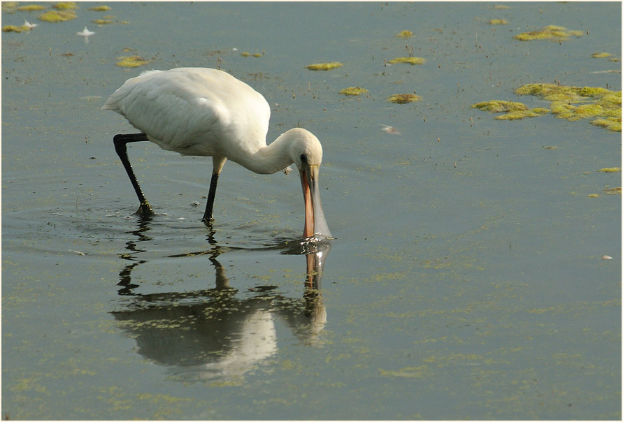 Löffler (Platalea leucorodia)