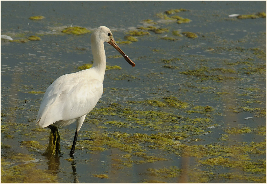 Löffler (Platalea leucorodia)