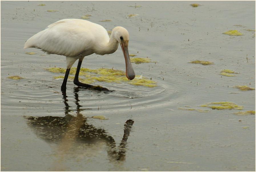 Löffler (Platalea leucorodia)