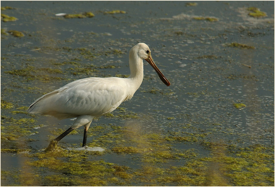 Löffler (Platalea leucorodia)