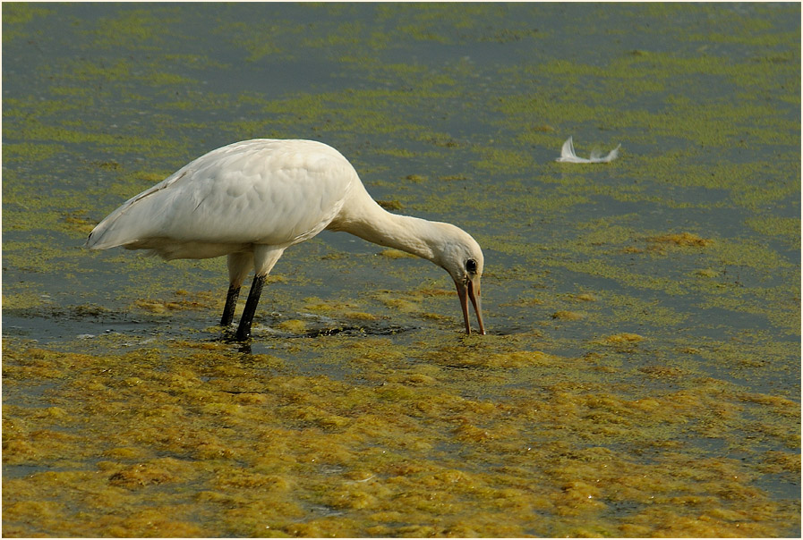 Löffler (Platalea leucorodia)