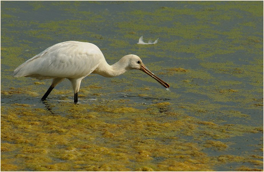 Löffler (Platalea leucorodia)