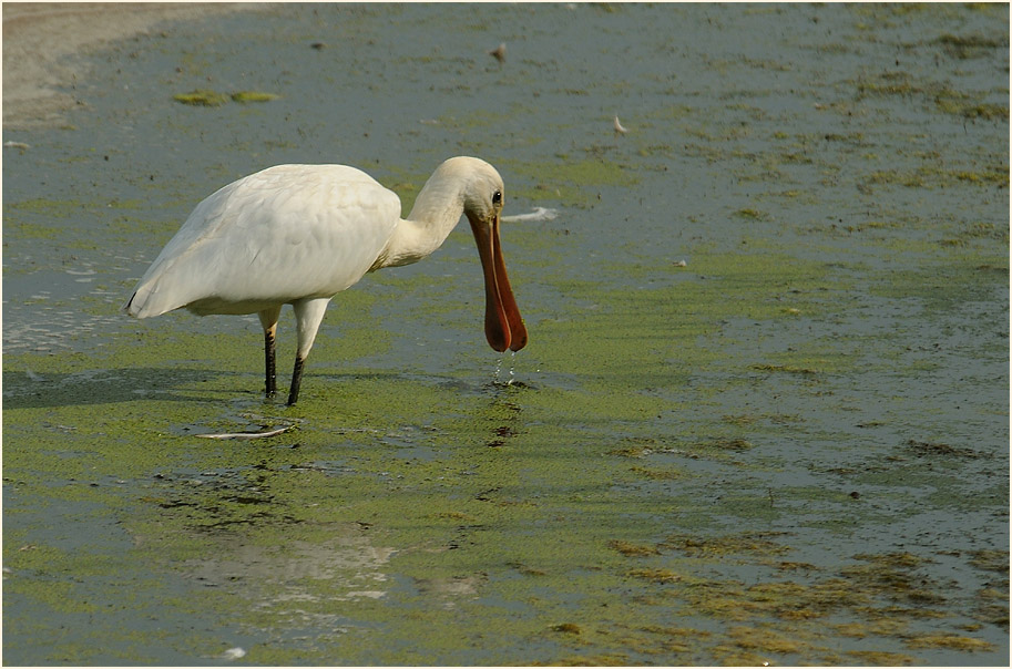 Löffler (Platalea leucorodia)