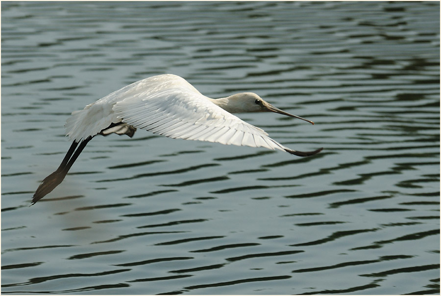 Löffler (Platalea leucorodia)